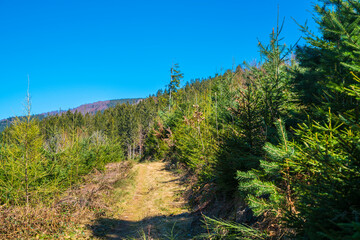 Fototapeta na wymiar Germany, Black Forest landscape panorama of a hidden hiking trail through nature scenery like paradise with blue sky and sun