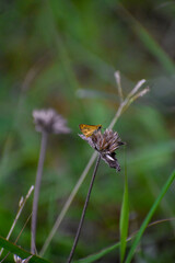 butterfly on a flower