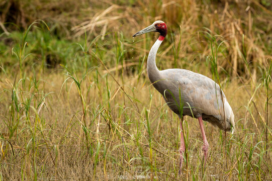 sarus crane or Grus antigone bird portrait with water droplets in air from beak in natural green background during excursion at keoladeo national park or bharatpur bird sanctuary rajasthan india