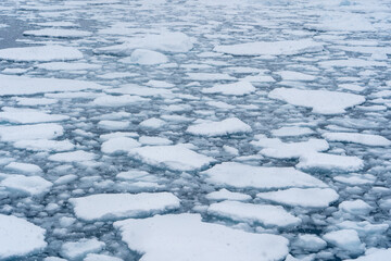 Obraz premium Ice floes in Antarctica