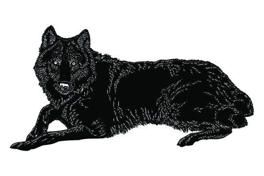 black wolf lying down on white background clip art preview