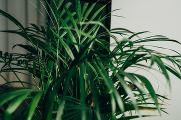 House plant in dark green stands in an apartment