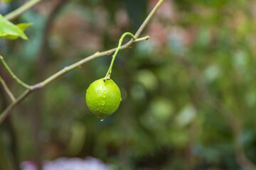 Juicy fruit of wild lemon on a tree in a city park