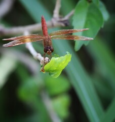 close up of a dragonfly