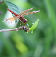 dragonfly on a leaf