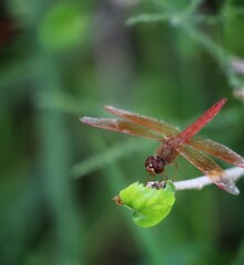 dragonfly on a leaf
