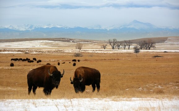 american bison grazing in winter, with a  mountain backdrop  along the wildlife drive in the rocky mountain wildlife refuge in commerce city, near denver, colorado