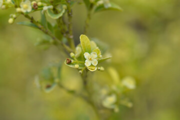 Box-leaved holly