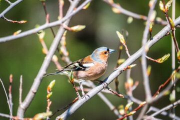 Common chaffinch, Fringilla coelebs, sits on a branch in spring on green background. Common chaffinch in wildlife.