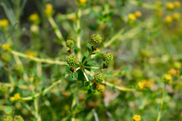 Spiny spurge