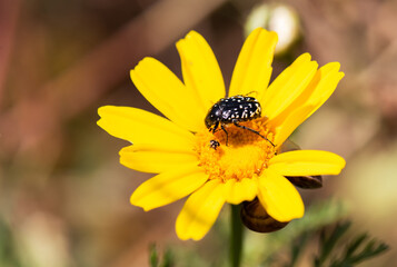 Two beetles named Oxythyrea Neomi on a yellow mum flower.one mature and the other is its tiny descendant.