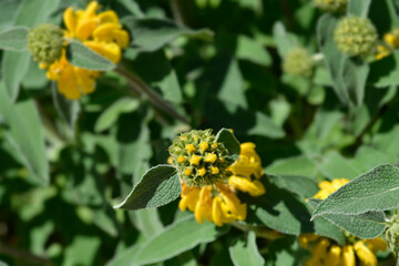 Jerusalem sage