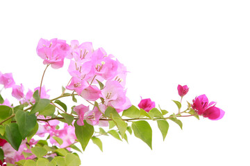 bougainvilleas isolated on white background..