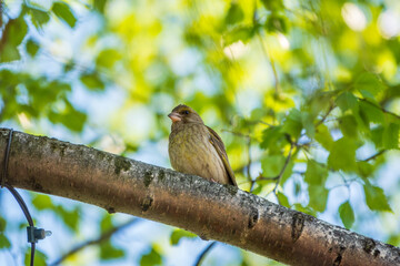 Green and yellow songbird, The European greenfinch sitting on a branch in spring.