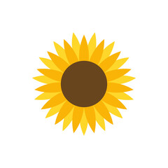 Beautiful sun flower vector drawing isolated on white background. 