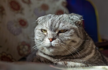 A cat of the breed "Scottish fold" on a chair close-up
