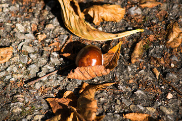 The brown chestnut lies on the ground in the park and is wrapped in autumn fallen leaves.