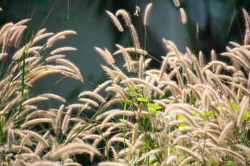 beatiful grass in forest