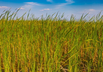Coastal cattail grass close-up against a blue sky with white clouds in summer