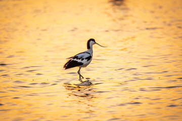 Water bird pied avocet, Recurvirostra avosetta, standing in the water in orange sunset light. The pied avocet is a large black and white wader with long, upturned beak