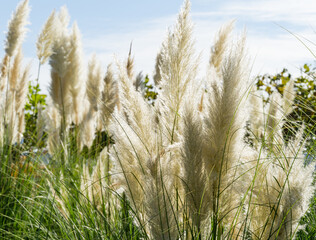 Close-up of Pampas grass or soft plants Cortaderia selloana in blue sky in new modern city park...