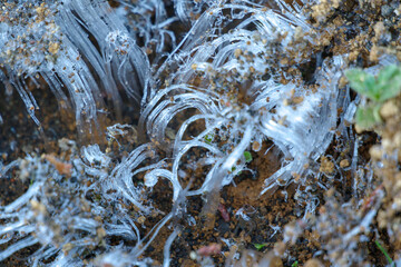 霜柱が地面の土を盛り上げる　冬の風景