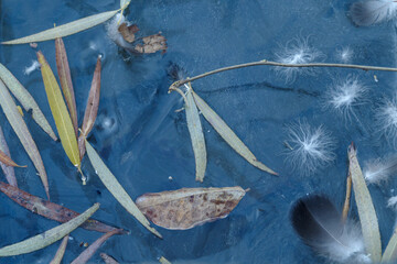 池の水が凍り、葉っぱや鳥の羽が一緒に凍っている