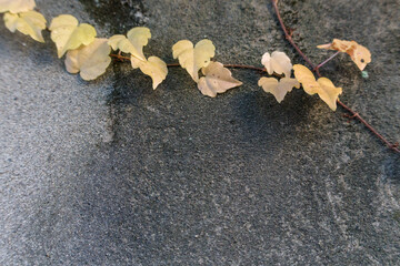 グラフィック素材　アイビーと壁