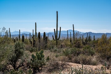 Fototapeta na wymiar A long slender Saguaro Cactus in Saguaro National Park, Arizona