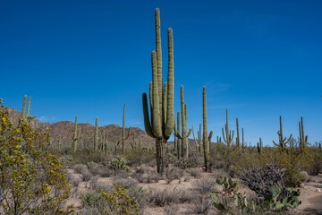 A long slender Saguaro Cactus in Saguaro National Park, Arizona
