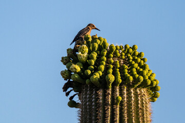 Brown Backed Woodpecker in Saguaro National Park, Arizona