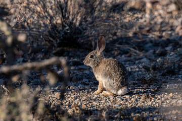 A Mountain Cottontail in Saguaro National Park, Arizona