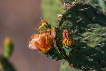 A flowering plants in Saguaro National Park, Arizona