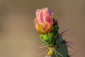 A flowering plants in Saguaro National Park, Arizona