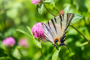 Beautiful Butterfly Scarce Swallowtail, Sail Swallowtail, Pear-tree Swallowtail, Podalirius. Latin name Iphiclides podaliriu. Butterfly collects nectar on flower.