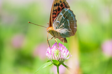 The dark green fritillary butterfly collects nectar on flower. Speyeria aglaja is a species of butterfly in the family Nymphalidae.