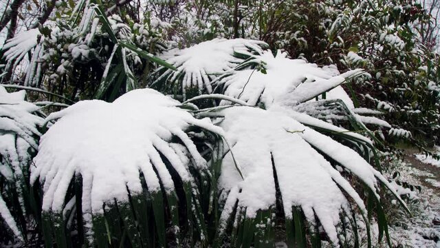 Subtropical forest with a fan palm in the snow. Woody-grassy undergrowth