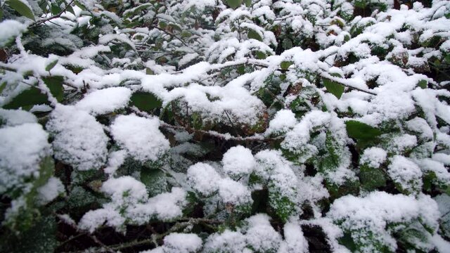 Early snow. Autumn thickets of blackberries, clematis and other lianas are covered with snow unexpected for the south