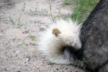 A thistle or burdock hangs from the dog's hair.