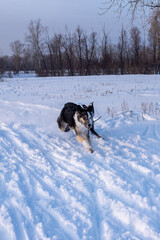 Fototapeta na wymiar Winter walk with the dog