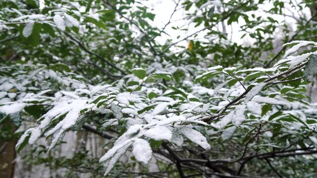 The subtropical forest is covered with snow. Hornbeams is covered with green ivy. Weather cataclysm, climate fluctuation