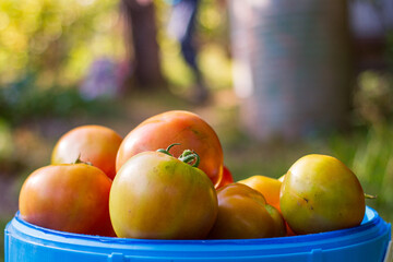 harvested tomato crop