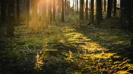 forest floor sunlight sunbeams moss golden