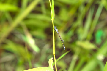 Douniang lives on wild plants in the field, and douniang is mating