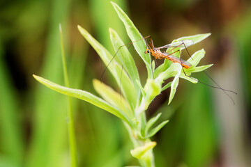 Mosquitoes inhabit wild plants