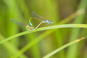 Douniang lives on wild plants in the field, and douniang is mating