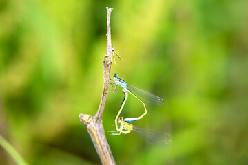 Douniang lives on wild plants in the field, and douniang is mating