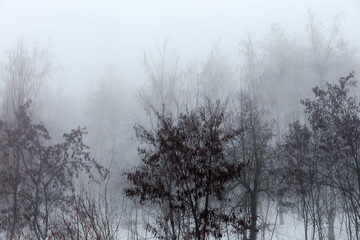 Section of the winter forest in heavy fog