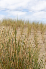 Dune grass as protection for the dune and also habitat for animals and insects.