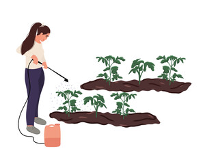 A woman gardener or farmer sprays tomato seedlings with herbicide after planting in the ground. Treatment and protection of seedlings from insects and pests. Flat vector